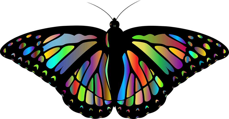 Butterfly Butterfly